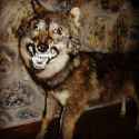 pior_taxidermia2_39.jpg