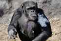 north_korea_smoking_chimp11.jpg?quality=90&strip=all.jpg