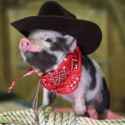 pig.jpg