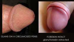 cocks.jpg