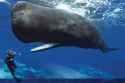 Sperm-Whales2.jpg