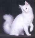 Turkish-Angora-Cat.jpg