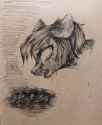 1476561154.iris-shadow_ialk3q8kcvg.jpg