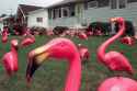 lawn-flamingo.jpg