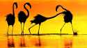 flamingo_fight_by_kongvmax-d2xh8c4.jpg