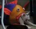 fish eating cat.png