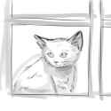 cat in a window.png