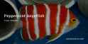 Peppermint-Angelfish_1438427378[1].jpg