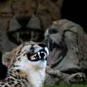 kek leopard.jpg