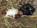 discard-baby-found-tunisia-part-seem-eat-bug-02.jpg