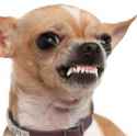 f8ca4391f64eb8bba6fd908f4046fbca--funny-chihuahua-quotes-funny-chihuahuas.jpg