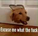 Excuse me.jpg