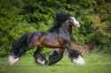 Clydesdale_floofy.jpg