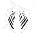 shork.png