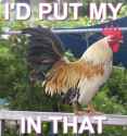 Cock in that.jpg