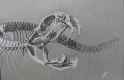 snakebones.png