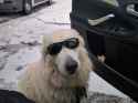 dogo.jpg