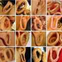 Ear_gauge_or_onion_ring_041ea9_6080816_1_.jpg