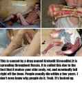 Krokodil.+My+aunt+showed+me+this+today.+It+s+like+watching_6ec9ac_4069199.jpg