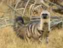 aardwolf-2.jpg