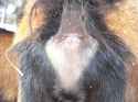 goat_asses2.jpg