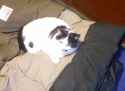 catto.jpg