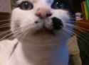 catnoozl3.jpg