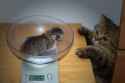 catscales.jpg