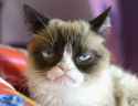 grumpy-cat-6-700x.jpg