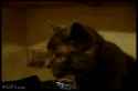 achookitty.gif