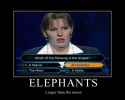 Elephants.jpg