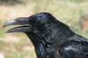 caw sit on beak caw caw.jpg