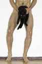 300px-Bottom_cat.jpg
