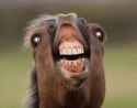 Why+the+are+these+so+funny+dying+laughing+_9024ea5bd7c5ff7cedb0b4df378e73dc.jpg