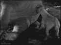 hyena butt.gif