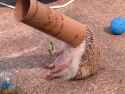 hamster stuck.jpg