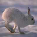 snowshoe_hare.png