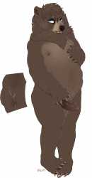 bear.jpg