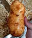 Happy Potato.jpg