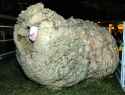 5df3c23b109fc2ae98dbf63ff96710f0--shrek-the-sheep-farm-animals.png