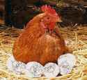 Hen-with-eggs.jpg