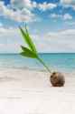 10725050-close-up-view-of-big-coconut-sprout-on-the-beach-Stock-Photo.jpg