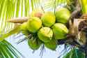 cluster-green-coconuts_1203-196.jpg