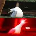 boi.jpg