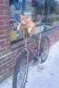 bikecat.jpg