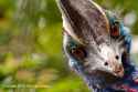 Cassowary_face.jpg