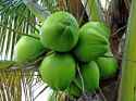 CC0_noix-de-coco-verte-dans-arbre.jpg