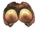 Twin coconut.jpg