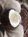 coconutting.jpg