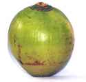 bigstock_Green__Coconut_1077371_1024x1024.jpg